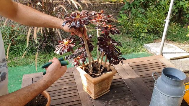 aeonium смотреть онлайн