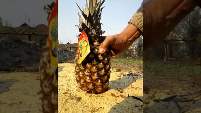 ананас дозревает на солнышке смотреть онлайн