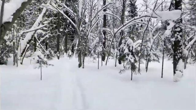 Эвристический Новый Год. Прогулка по лесу. Мысли о жизни