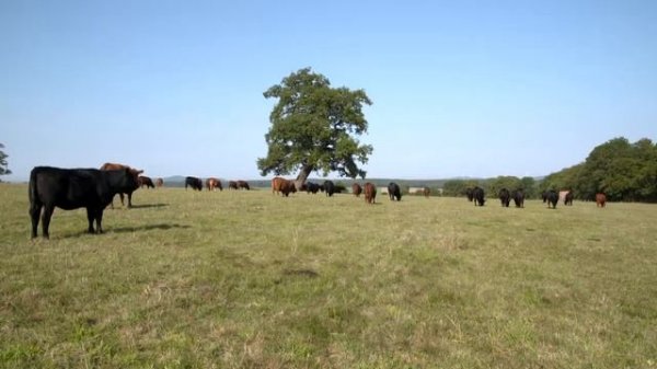 Wie Rinder sehen - как видят коровы