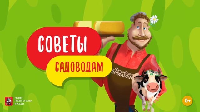 Советы садоводам: йод, черная редька и медный купорос смотреть онлайн
