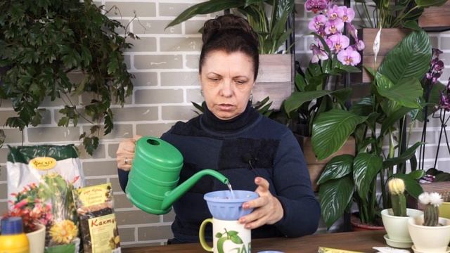 Как правильно посадить кактус из семян ? Посадка кактуса семенами ? смотреть онлайн