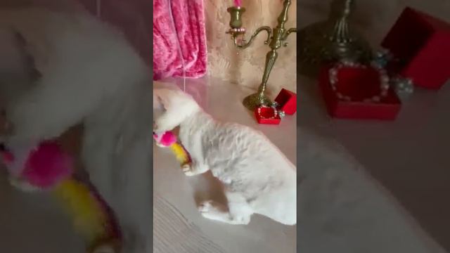 Питомник DRX. Белая девочка. Игры при свечах🥰🐈🐾🐾 смотреть онлайн