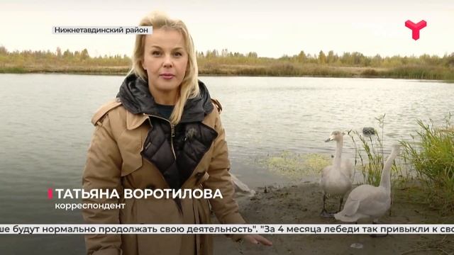 В Нижнетавдинском районе тюменец спас лебедей смотреть онлайн