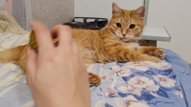 Успокоить кошку перед сном? Ириску - та ещё задача! смотреть онлайн