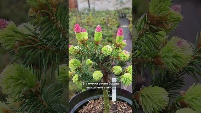 Красавица Ель обыкновенная 'Пуш' ?Picea abies 'Push' смотреть онлайн