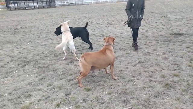 Кане Корсо и Лабрадор играют. Стаффорд защищает лабрадора. смотреть онлайн