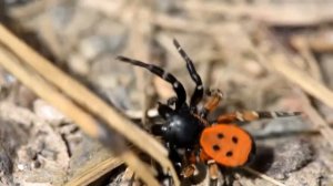 Самые опасные пауки России