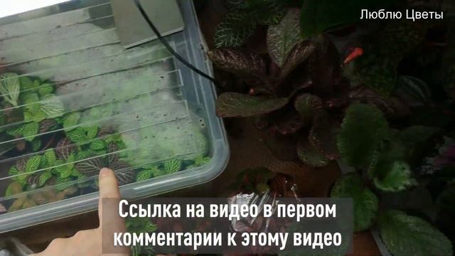 Как подготовить к отправке и сохранить после пересылки растения в прохладную погоду смотреть онлайн