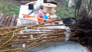 Садим  отличные саженцы персика и нектарина от  Кривовяза