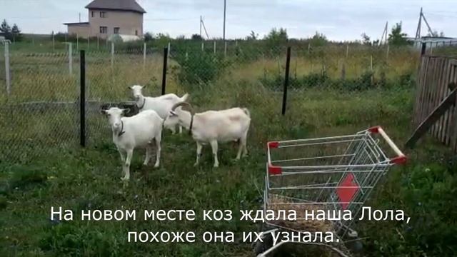 Продали последних коз. Как жить дальше? смотреть онлайн