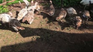 Годовалые и двухмесячные индюки