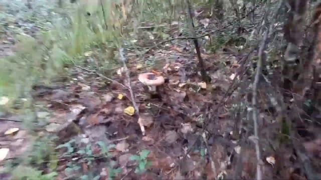 Собираем первые грибы в 2021 году!Как растут белые грибы,грузди,волнушка,подосиновики. смотреть онлайн