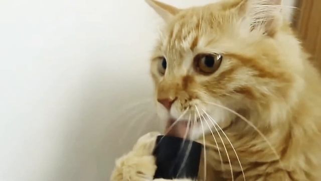 кот и пылесос смотреть онлайн
