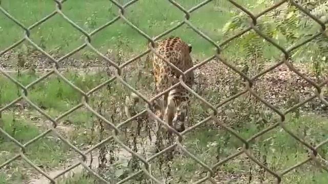 cheetah ( Acinonyx jubatus ) at patna zoo patna ( bihar ) смотреть онлайн