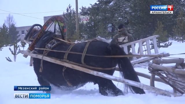 Редкую мезенскую породу лошадей до конца года намерены включить в реестр заводских пород смотреть онлайн
