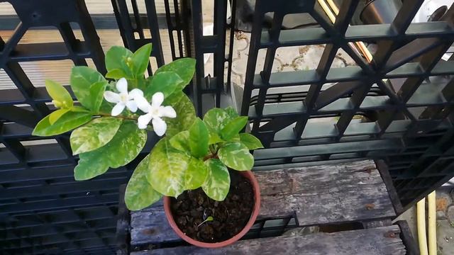 Wrightia Antidysenterica Variegated  Райтия антидезентерийная. вариегатная сплэш