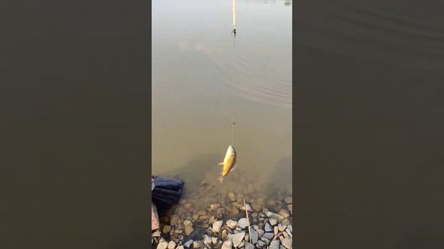 #золотая #рыбка