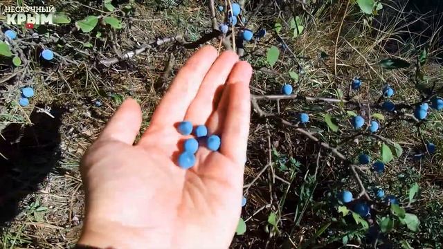 Из Феодосии в Орджоникидзе. Лес, горы, море. Прекрасные виды. часть 1 смотреть онлайн