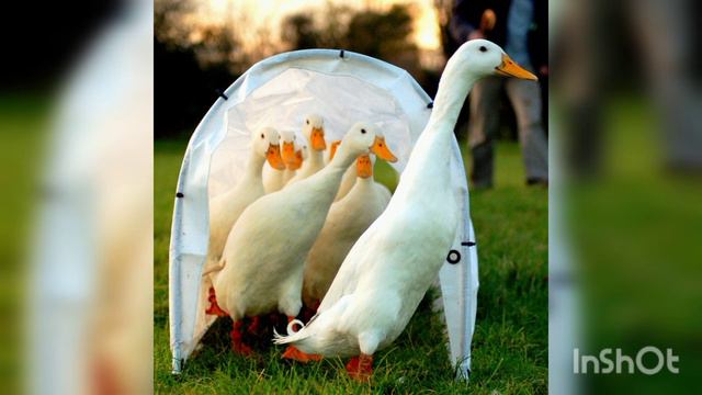 Animal Sounds For Children 20 Amazing Animals
