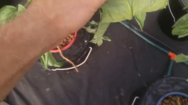 Гидропоника Визуальный осмотр корневой системы у Растений смотреть онлайн