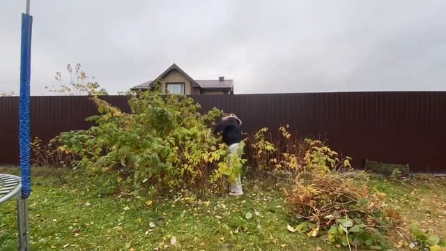 Обрезаем малину к зиме смотреть онлайн