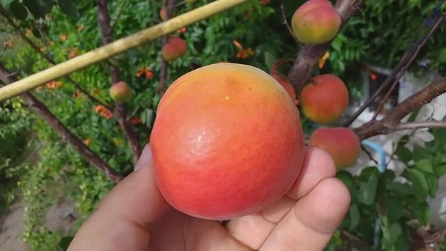 Абрикос ранне - средний сорт Джумбо Кот смотреть онлайн