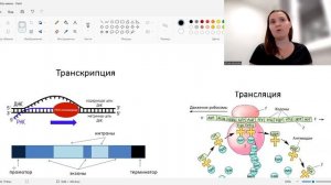 Биосинтез белка.  Транскрипция и трансляция