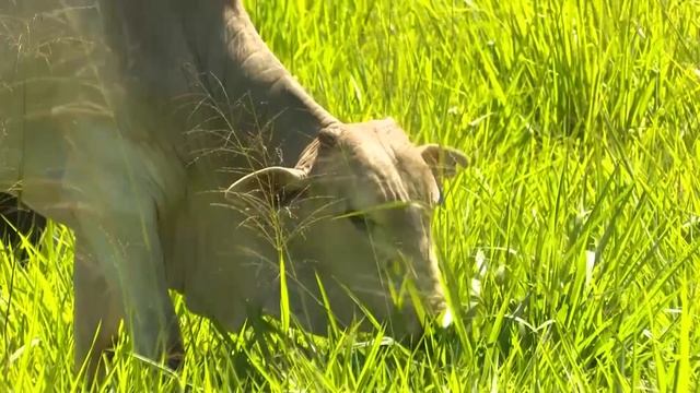Boi: veja o segredo de fazenda para atingir 35 arrobas por hectare смотреть онлайн