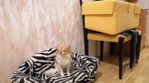 DIY Мягкая лестница из поролона для чихуахуа и других собак мелких пород своими руками