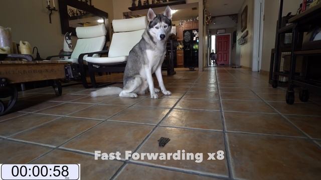HUSKY OBEDIENCE CHALLENGE! - Is He a Good Boy or Not? смотреть онлайн