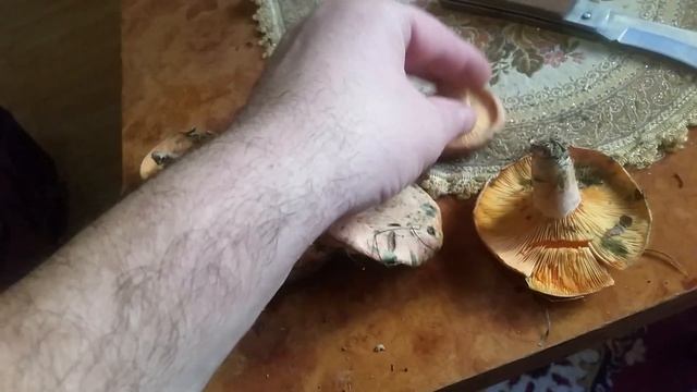 KAKO RAZLIKOVATI OTROVNE(NEJESTIVE) I NEOTROVNE RUJNICE??!! DETALJAN OPIS!LACTARIUS DELICIOSUS смотреть онлайн