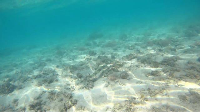 Рыба-флейта меняет окраску и цвет. Риф отеля Stella di Mare. The flute fish changes color and color