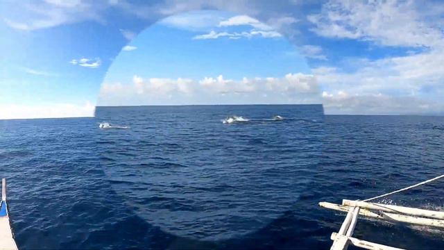 BALICASAG ISLAND, SNORKELING, DOLPHIN WATCHING ( DAY 7, BOHOL ADVENTURE PART 4 )