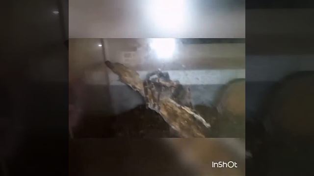 Паук птицеед вытворяет странные вещи или моет лапы смотреть онлайн