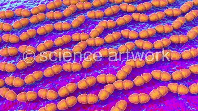 Enterococcus faecalis bacteria stock video from science artwork смотреть онлайн