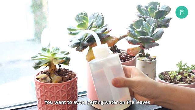 How To Keep Your Echeveria Raindrops Alive And Healthy! смотреть онлайн
