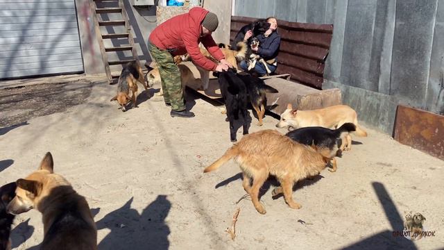 У нас гости! | Приют Дружок Липецк | We have guests! | Druzhok Shelter Lipetsk смотреть онлайн