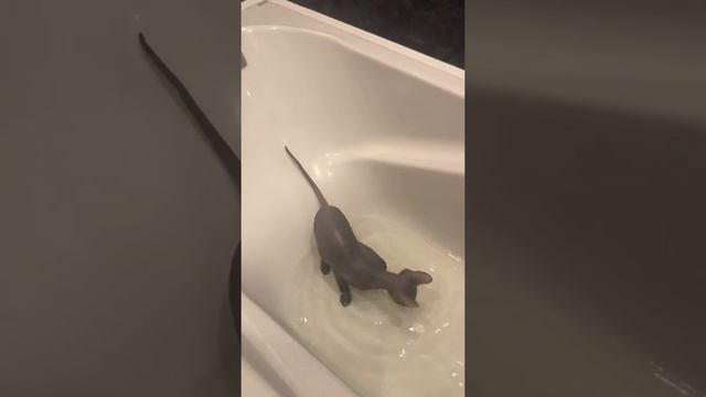 Первое купание донского сфинкса котёнка! смотреть онлайн