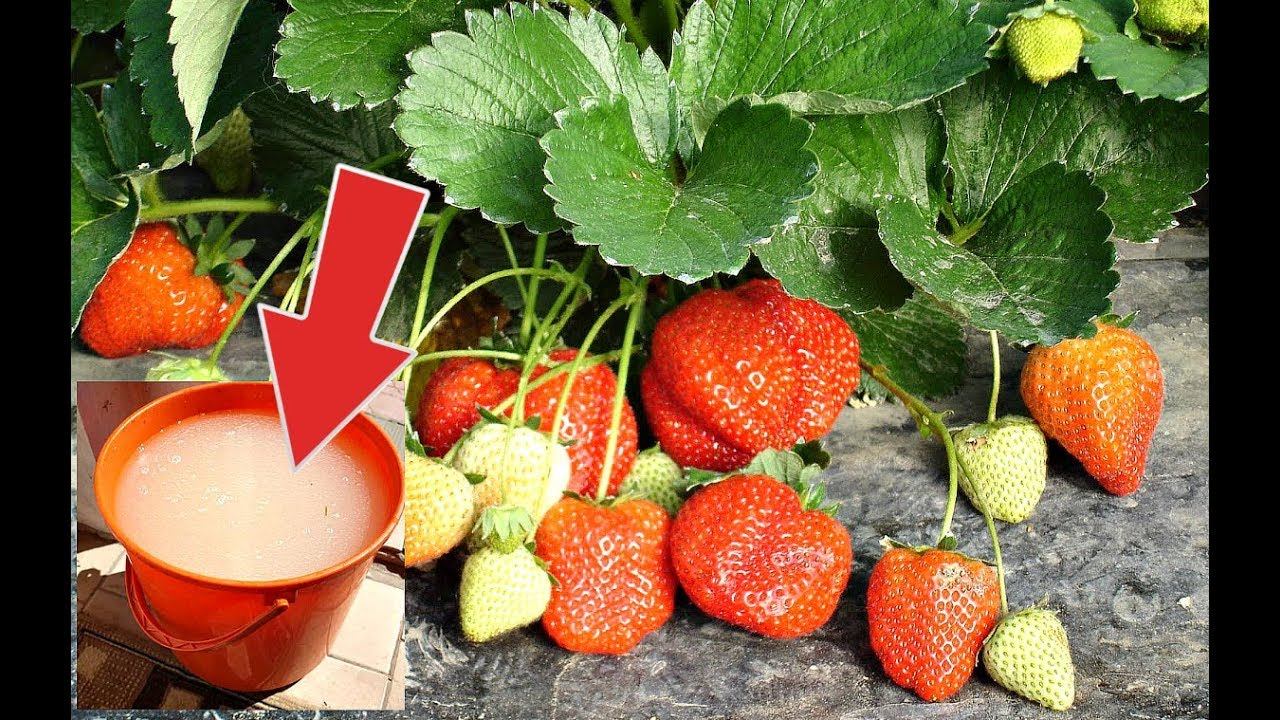 Такая подкормка завалит вас клубникой с головы до ног! Подкормка клубники дрожжами весной! смотреть онлайн