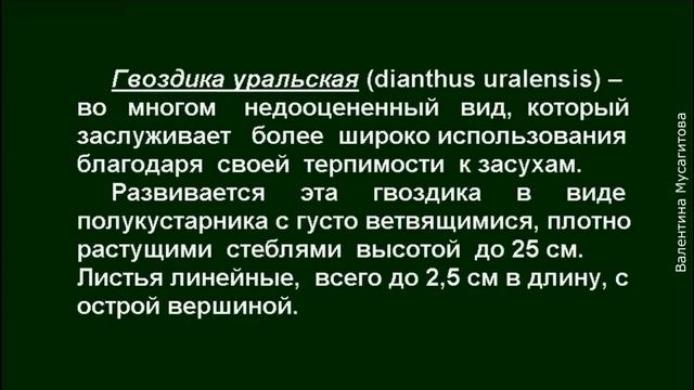❀ Лучшие многолетние цветы, способные цвести все лето смотреть онлайн