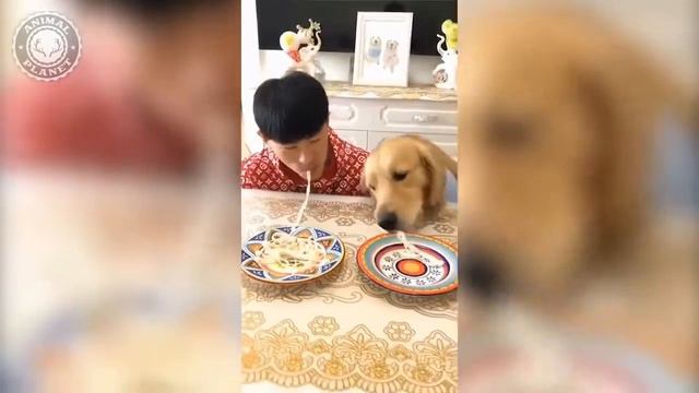 Подборка самых смешных видео про животных. A selection of the funniest videos about animals. смотреть онлайн