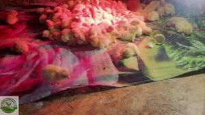 #7 Инкубация перепелов в инкубаторе матрица Вегас, конец инкубации. Я очень доволен!!!