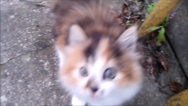 Масечка и Золотой шар _^.^_ смотреть онлайн