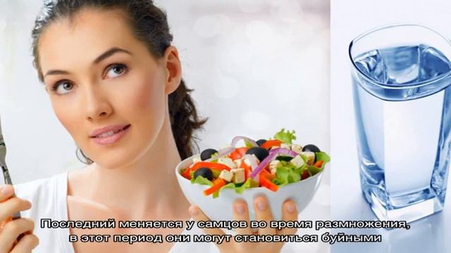 Все про хорьков смотреть онлайн