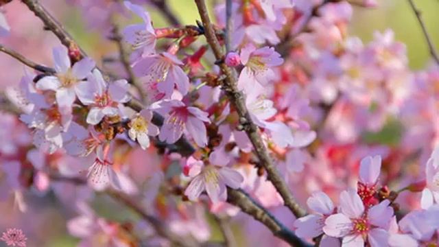 ВОССТАНОВЛЕНИЕ НЕРВНОЙ СИСТЕМЫ 🌿 Нежная музыка для успокоения нервов и радует душу #11 смотреть онлайн