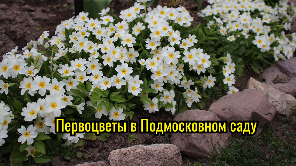 Первоцветы в начале мая в Подмосковном саду смотреть онлайн