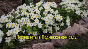 Первоцветы в начале мая в Подмосковном саду