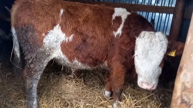 Содержание КРС на улице! Личный опыт! Как это отражается на быках? смотреть онлайн