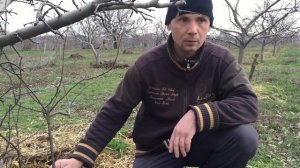 Используем корневую поросль как подвой